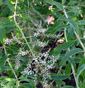 olejek eukaliptusowy