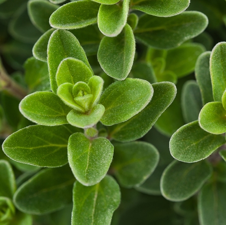 majerankowy olejek eteryczny