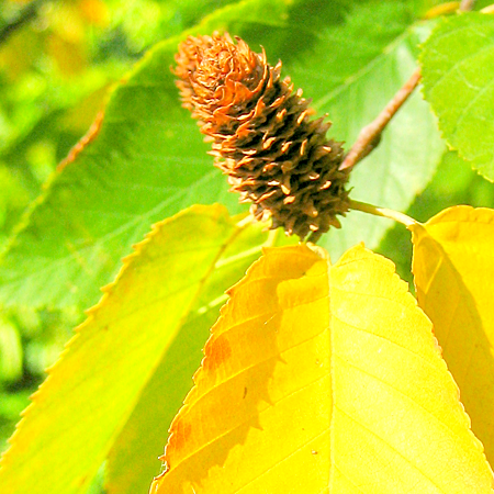 olejek ze słodkiej brzozy