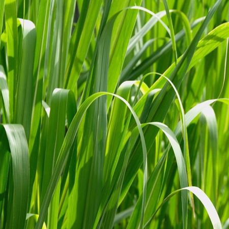 palmarozowy olejek eteryczny