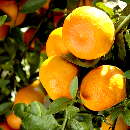 pomarańczowy olejek eteryczny