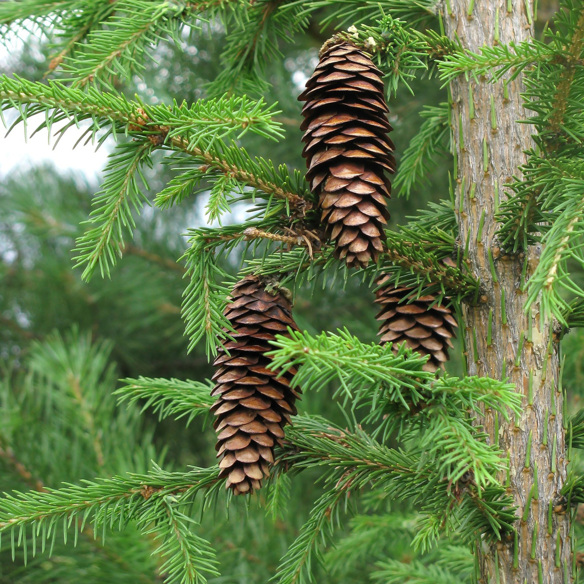 świerkowy olejek eteryczny