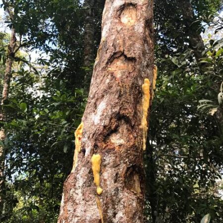 Guriun naturalny olejek eteryczny - Drzewo Gurjun Balsam