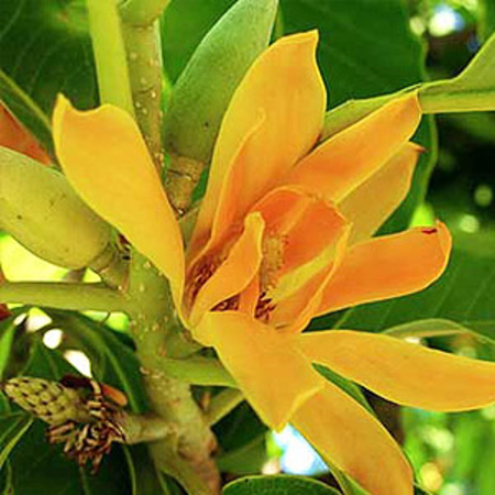 Nag Champa naturalny olejek eteryczny - Nag Champa