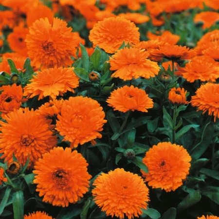 Nagietkowy naturalny olejek eteryczny - Nagietek