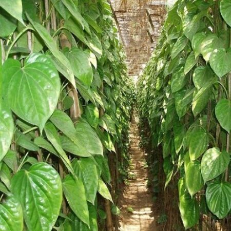 Pieprzowy naturalny olejek eteryczny - Pieprz Betelowy