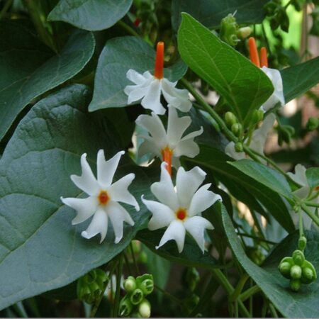 Jaśmin nocny kwiat naturalny olejek eteryczny - Drzewo smutku