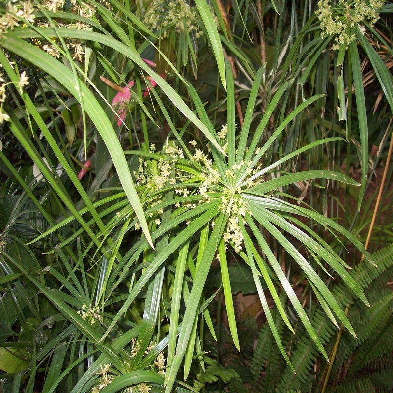 Nagarmota naturalny olejek eteryczny - obrazek 2