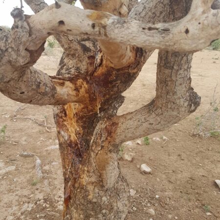 Słodka mirra naturalny olejek eteryczny Opoponax