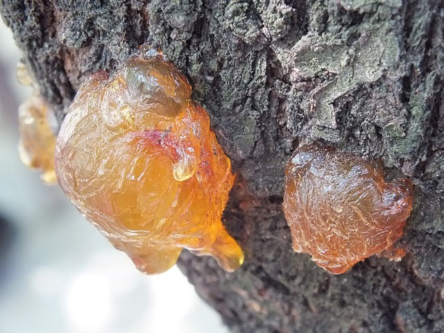 Copaiba naturalny olejek eteryczny