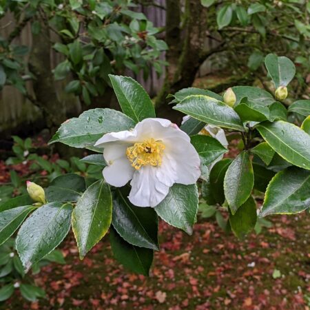 Bazowy Olej z Nasion Kamelii TSUBAKI