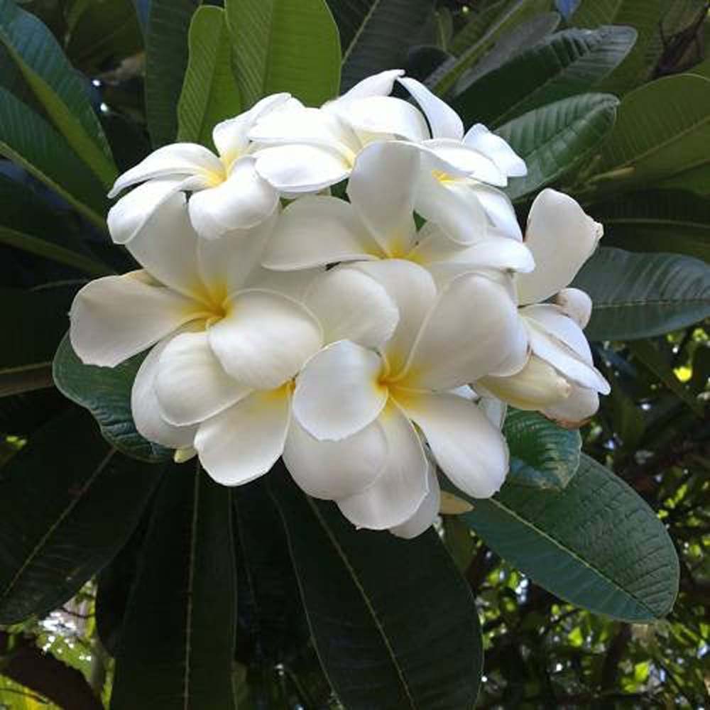 Frangipani naturalny olejek eteryczny - obrazek 2
