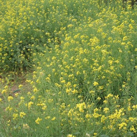 Bazowy Olej z Canola - Nasiona Gorczycy Polnej, Rzepaku