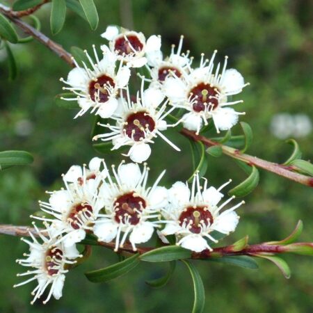 Kanuka naturalny olejek eteryczny