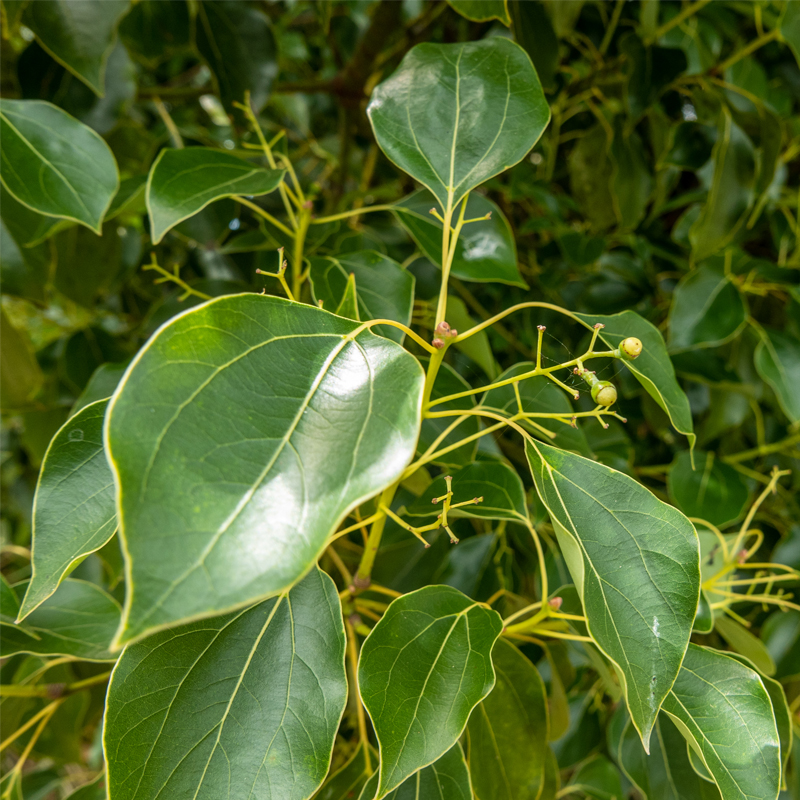 Ravintsara naturalny olejek eteryczny