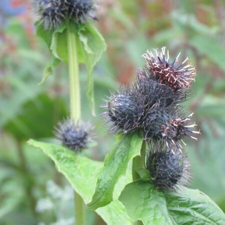 Costus korzeń naturalny olejek eteryczny