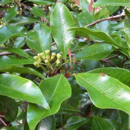 Goździk liść Indonezja naturalny olejek eteryczny