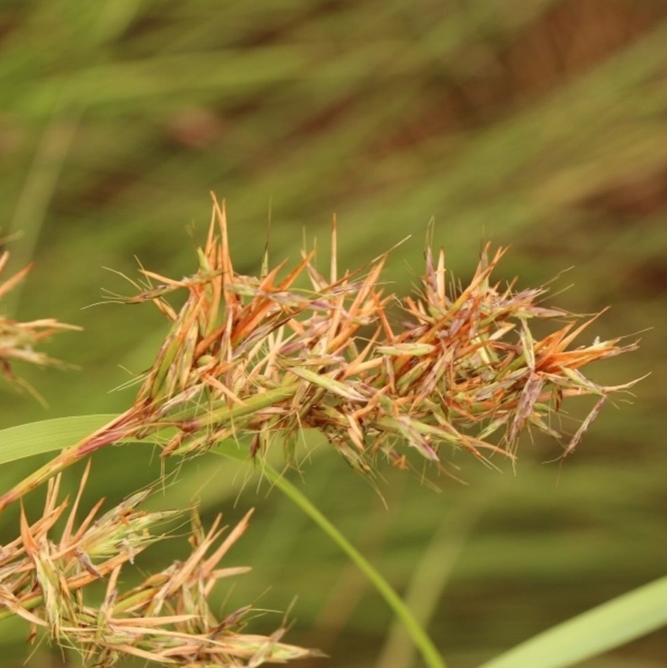 Jamarosa korzeń naturalny olejek eteryczny - obrazek 2