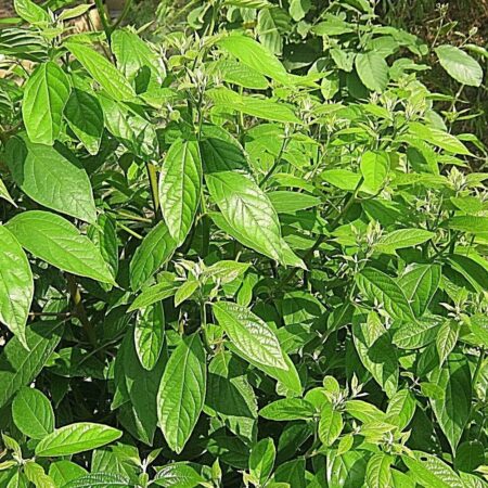 Gondsoroi Sugandh kokila naturalny olejek eteryczny