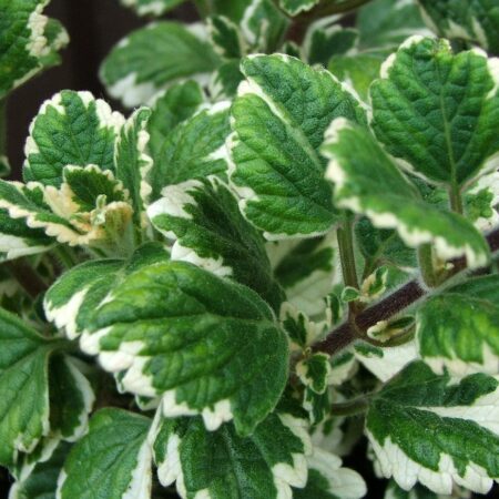 Komarzyca naturalny olejek eteryczny