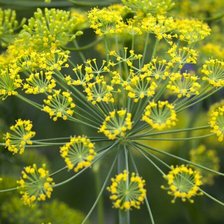 Koper naturalny olejek eteryczny
