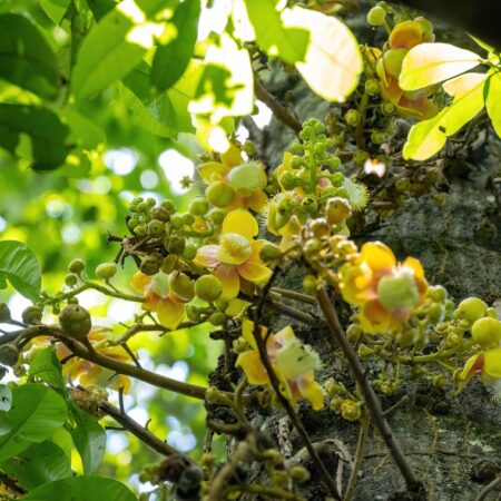 Bazowy Rafinowany Olej z Orzechów Brazylijskich