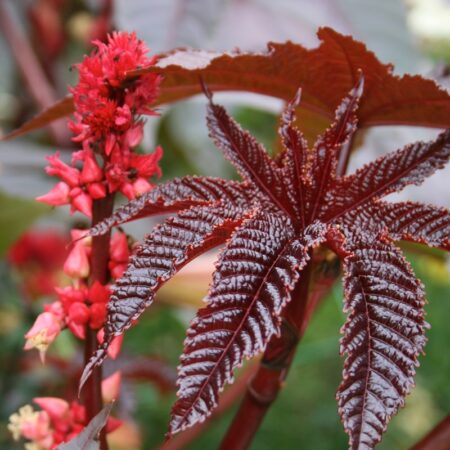 Bazowy Olej z Nasion Rycynusa