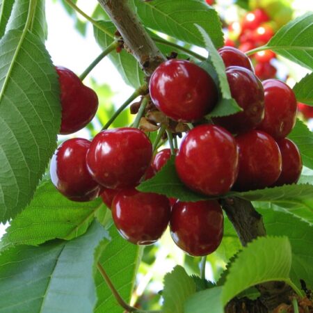 Bazowy Olej z Pestek Wiśni