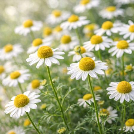 Rumiankowy naturalny olejek eteryczny - Rumianek niemiecki